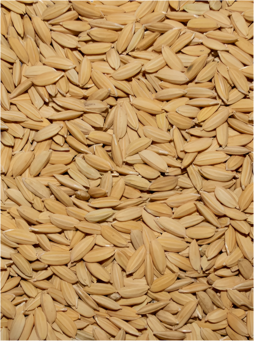 PADDY RICE