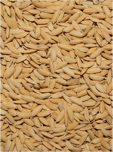 PADDY RICE
