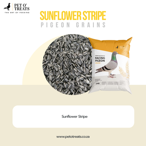 SUNFLOWER STRIPE