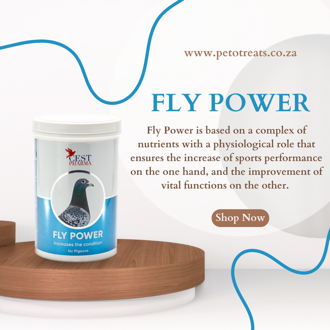 CEST FLY POWER