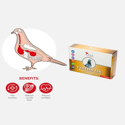 CEST PROTEIN 90TAB