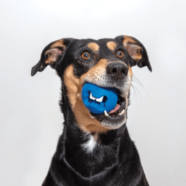 ROGZ FRED TREAT BALL