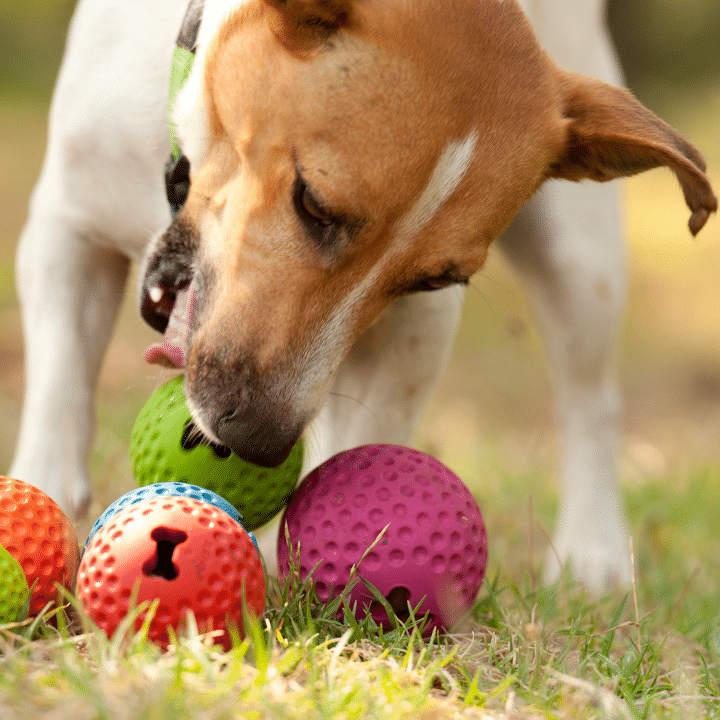 ROGZ GUMZ TREAT BALL