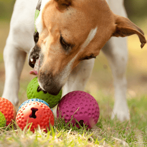 ROGZ GUMZ TREAT BALL