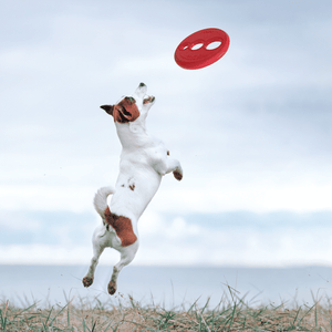 ROGZ RFO FETCH FLYING TOYS