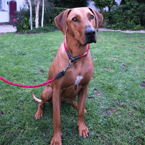 ROGZ ROPE CLASSIC LEAD