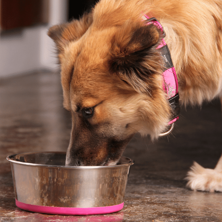 ROGZ SLURP STAINLESS STEEL BOWL