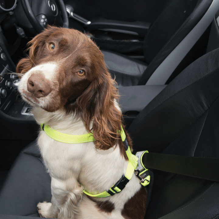 ROGZ UTILITY CAR - SAFE SAFETY BELT CLIP