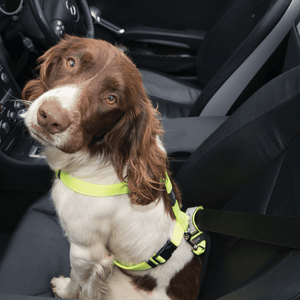 ROGZ UTILITY CAR - SAFE SAFETY BELT CLIP