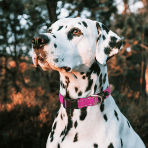 ROGZ UTILITY CLASSIC COLLAR