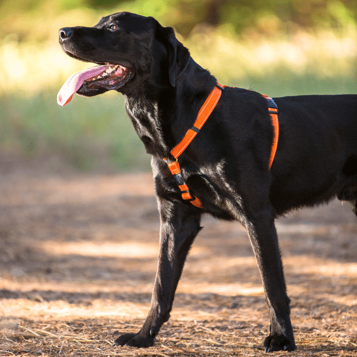ROGZ UTILITY CLASSIC HARNESS