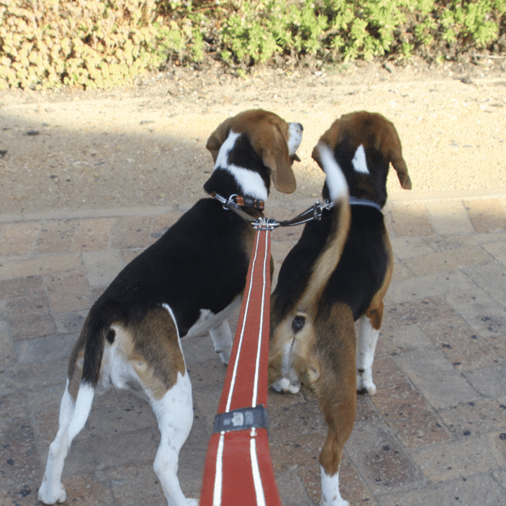 ROGZ UTILITY DOUBLE SPLIT LEAD