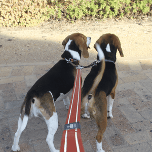 ROGZ UTILITY DOUBLE SPLIT LEAD