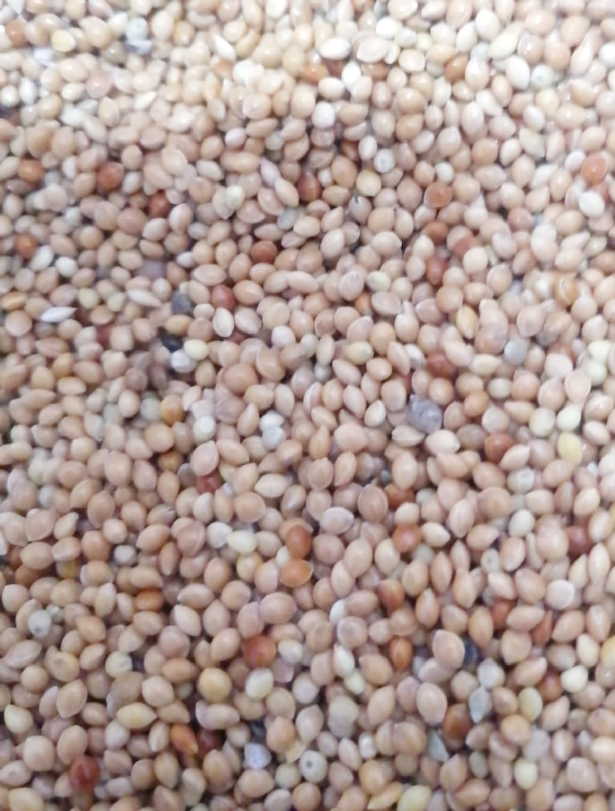 WHITE MILLET