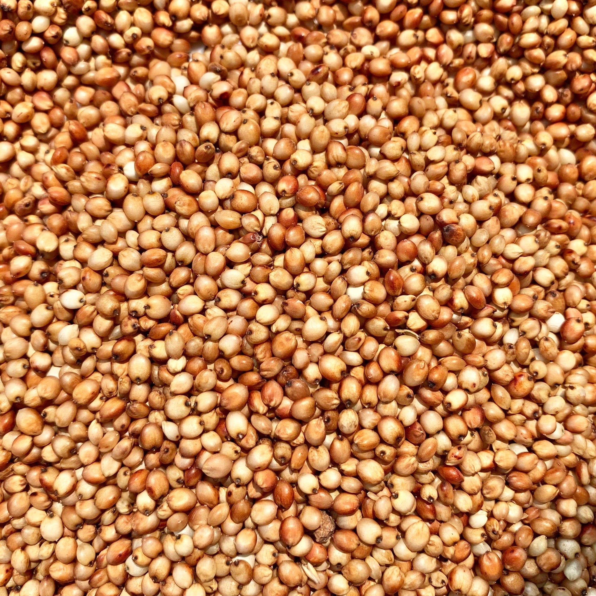 RED SORGHUM