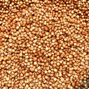 RED SORGHUM